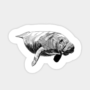 Manatee Ink Drawing Sticker